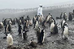 Naučnici na Antarktiku prate misteriozni virus koji bi mogao uništiti pingvine i druge polarne životinje