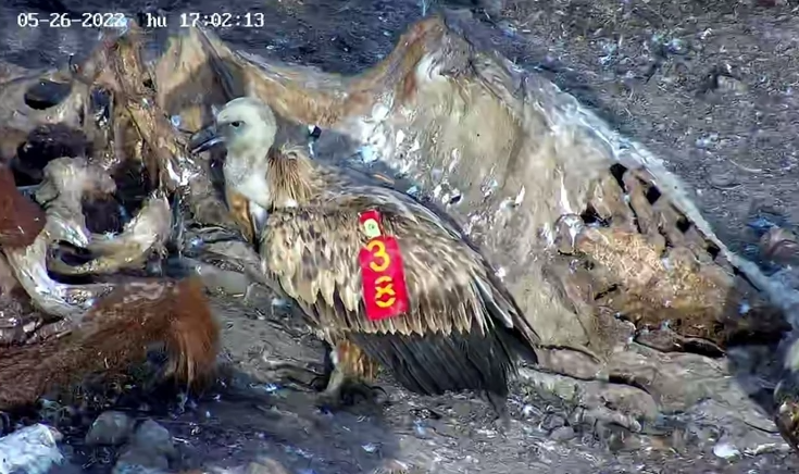 Tesla se vratio u Srbiju i čeka Jefimiju: Bjeloglavi sup stigao kući poslije 2.800 kilometara (FOTO)