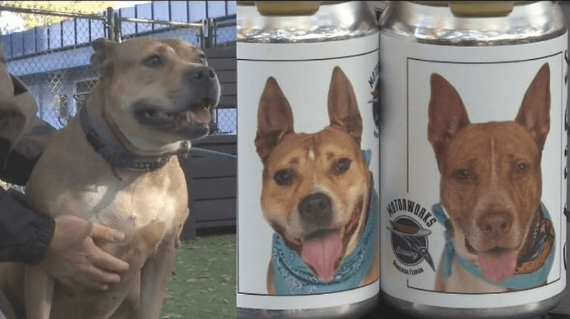 Kako je konzerva piva pomogla da nestali pas nakon tri godine nađe svog vlasnika