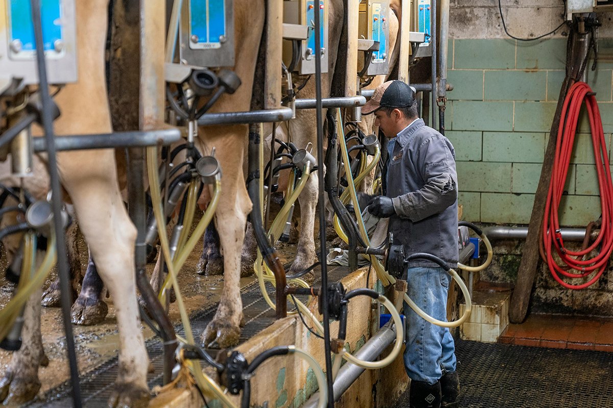 Skok otkupa kravljeg mlijeka u BiH: 1.500 tona više nego u maju prošle godine