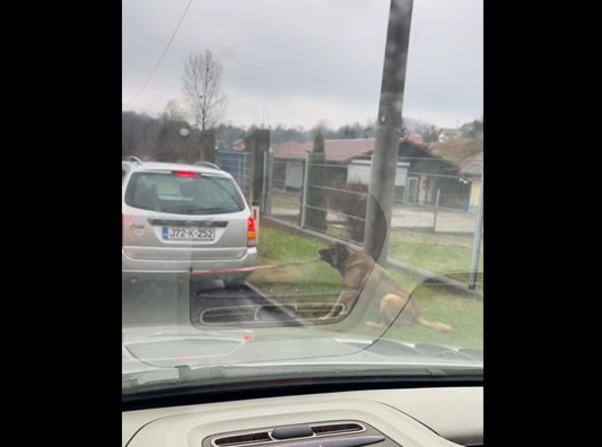 POLICIJA KAZNILA PROLAZNIKA SNIMATELJA Snimak okrutnosti prema psu uznemirio bh. javnost (VIDEO) 