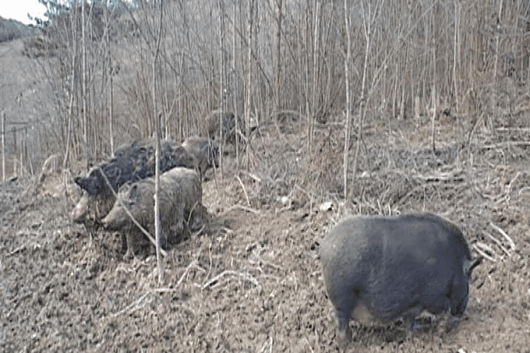 Uzgaja divlje svinje na seoskom imanju