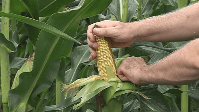 Novosadski naučnici pronašli lijek za sušu: Spas za poljoprivredne proizvođače