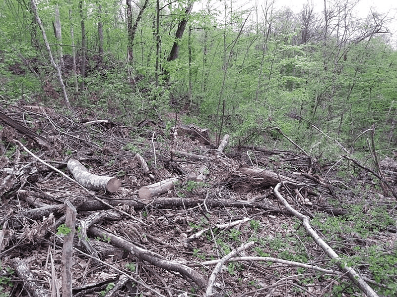 TRAGEDIJA KOD ŠIPOVA Drvosječa nastradao u šumi