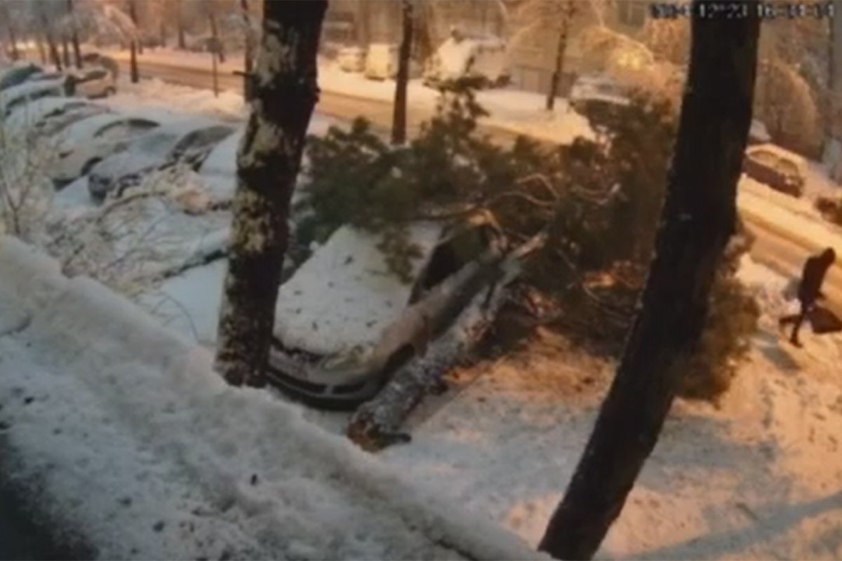 Stravičan snimak iz Banjaluke: Drvo palo na pješaka (VIDEO)