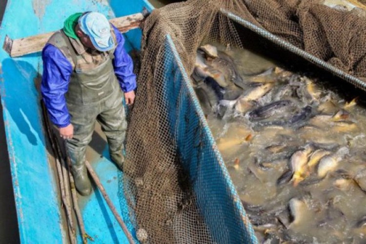 Najveći ribnjak u BiH pliva uprkos stečaju