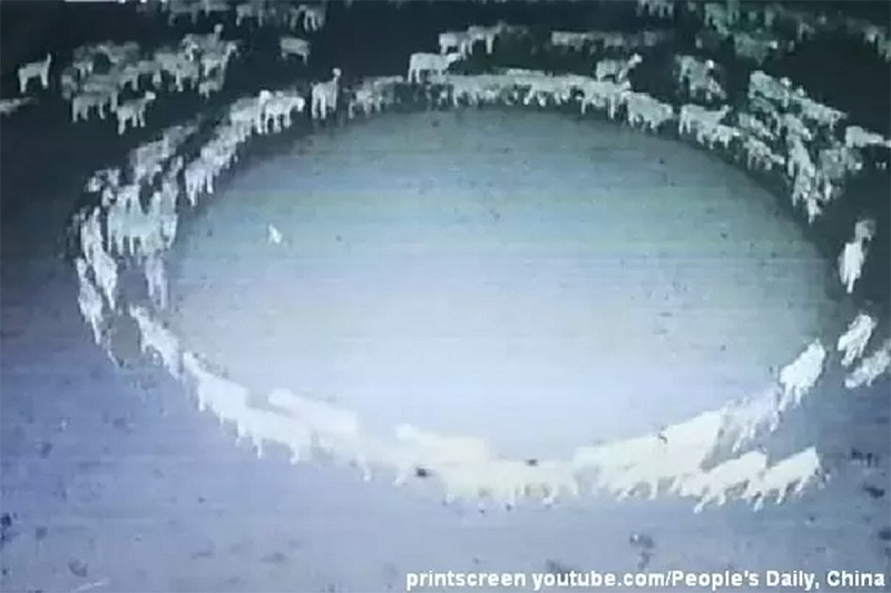Ovce se misteriozno vrtjele 12 dana u krug bez prestanka (VIDEO)