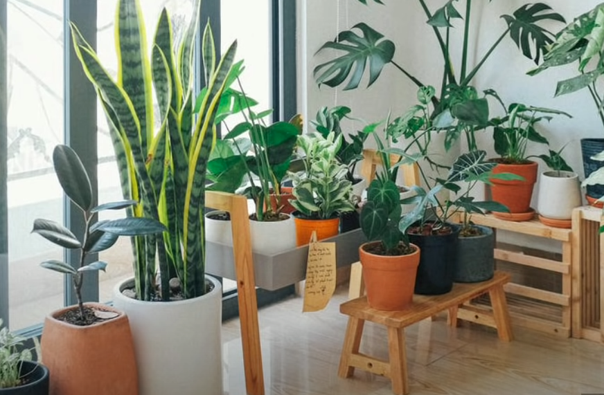 Biljke nam mogu pomoći: Evo zašto je važno da ih imamo u prostorijama gdje provodimo mnogo vremena