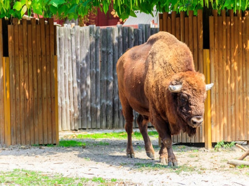 U bečkom zoološkom vrtu uginulo cijelo stado bizona