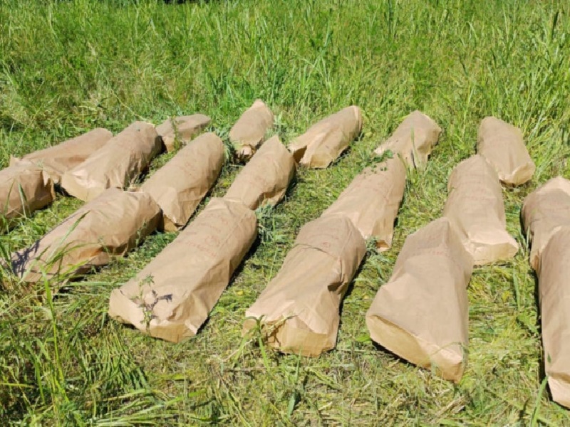 Pronađena plantaža marihuane u Doboju, ne zna se čija je