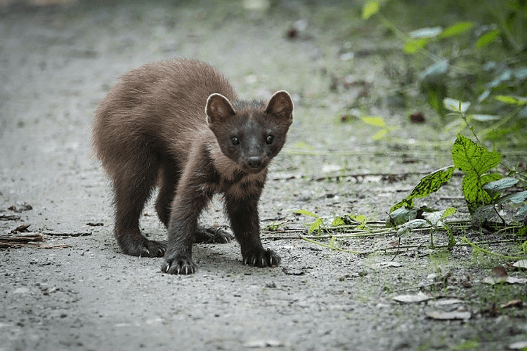 Drugi slučaj prenošenja virusa sa kune na čovjeka