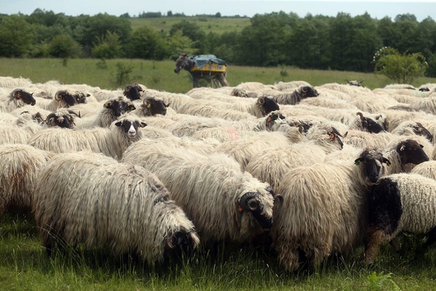 Grom usmrtio 47 ovaca na Braču: Pogodio i zvono lokalne crkve