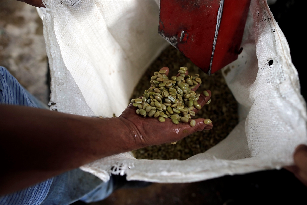 U toku berba kafe u Hondurasu, angažovano 500.000 radnika (FOTO)