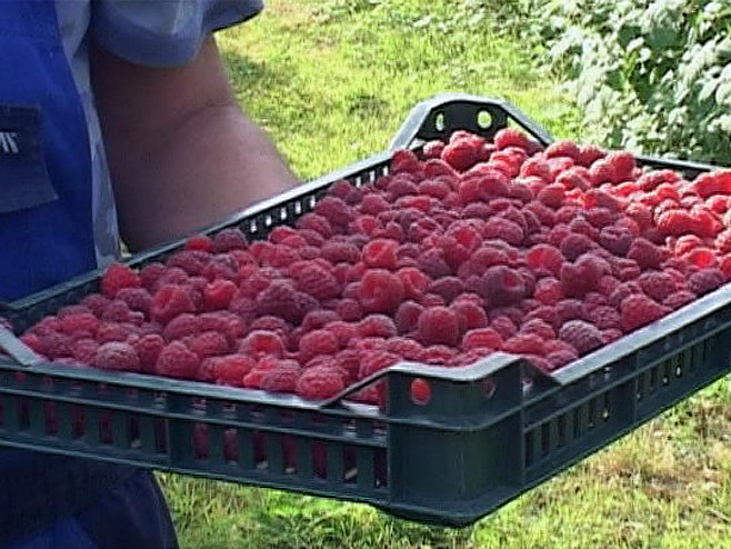 Berba maline pri kraju, otkupna cijena se još ne zna