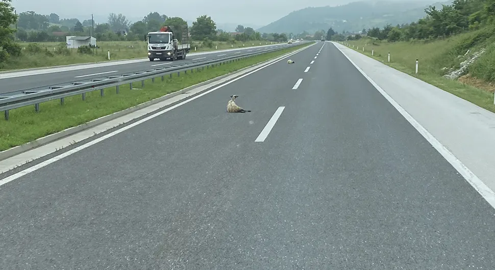Vozači oprez: Ovce se 