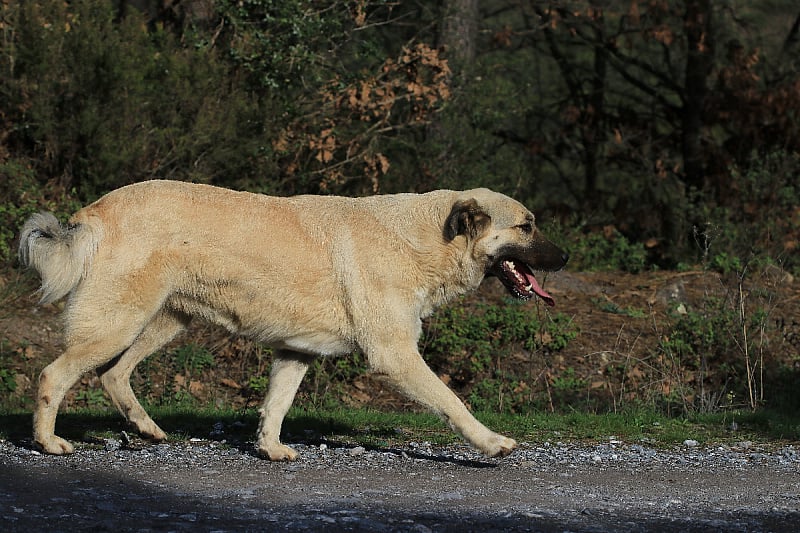 Kangal napao patrolu u Konjicu, policajac ga upucao iz službenog pištolja