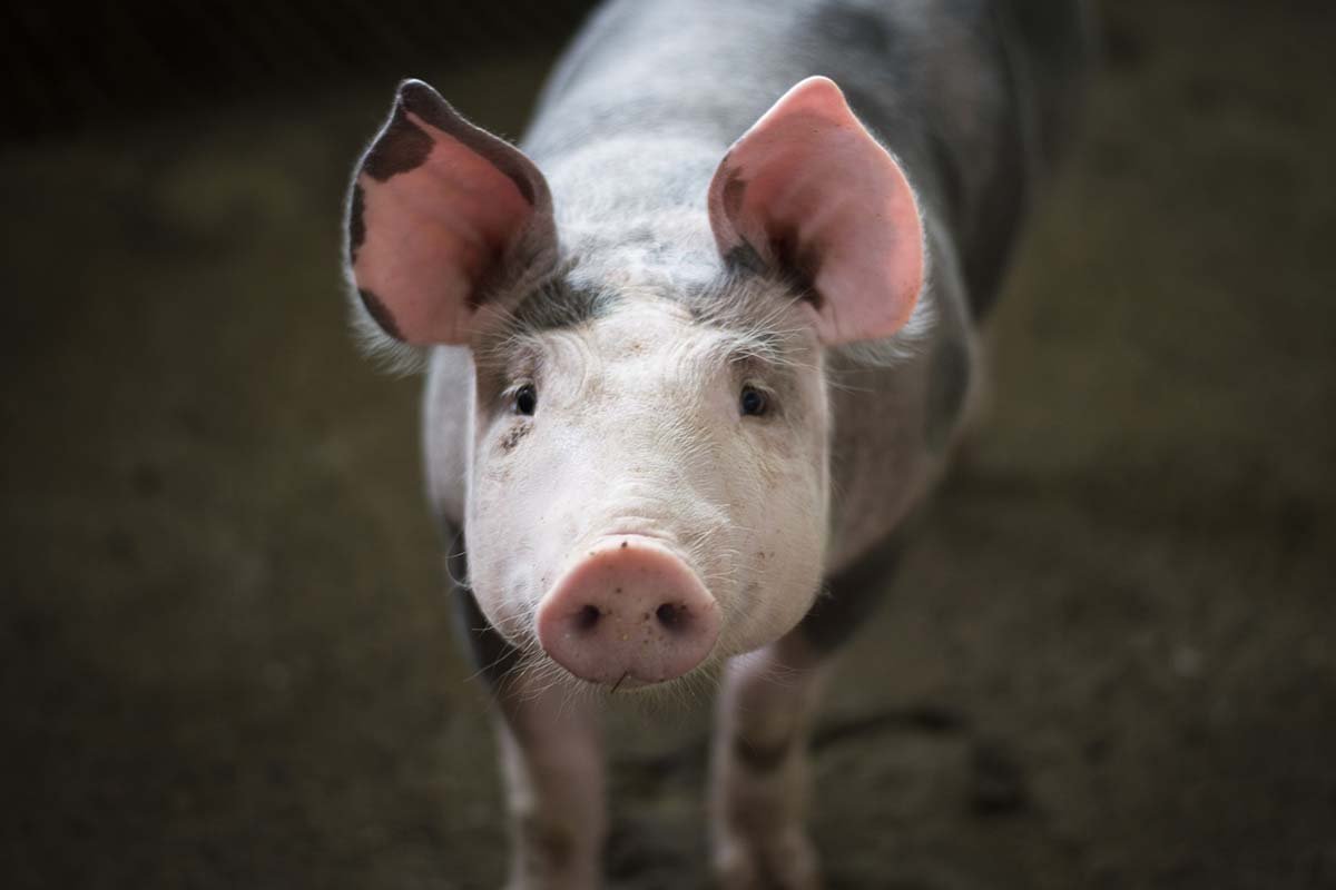 Afrička svinjska kuga se širi, potvrđeni novi slučajevi u Semberiji
