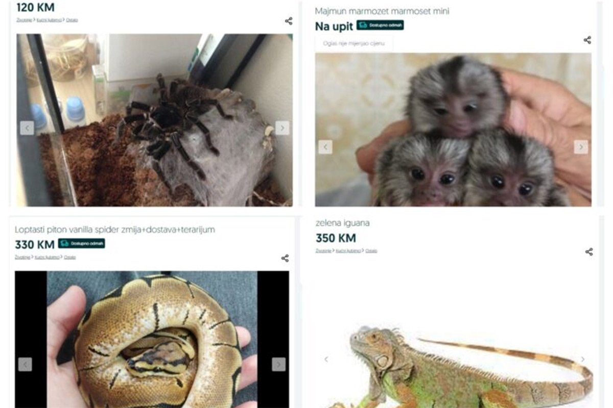 Cvjeta crno tržište egzotičnih životinja u BiH: Na internetu piton za 350 KM