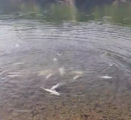 Uginule ribe plutaju Drinom prema Bijeljini