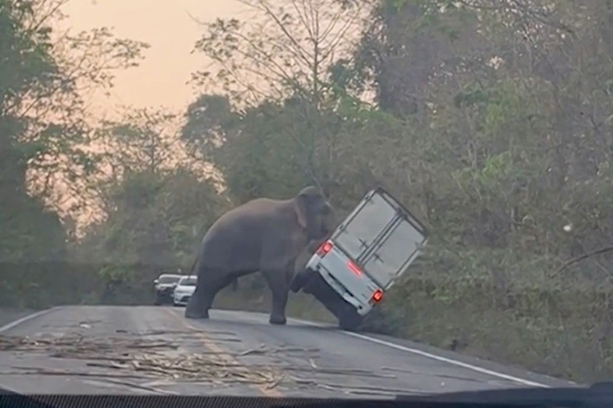Slon zaustavio saobraćaj pa prevrnuo vozilo (VIDEO)