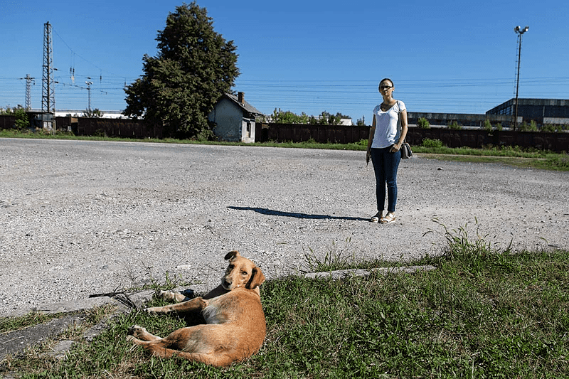 Čopor pasa lutalica napao i IZGRIZAO DJEVOJČICU dok se vraćala iz škole