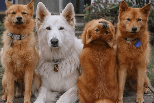 SVI SE PITAJU KAKO OVO RADI Pas koji je postao zvijezda zbog poza na porodičnim fotografijama