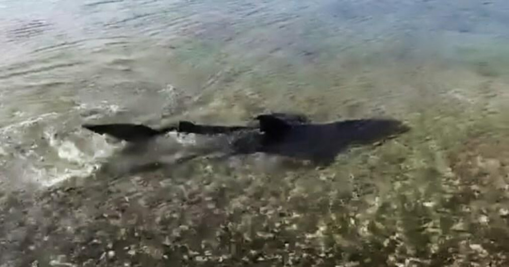 Morski pas snimljen u plićaku blizu Medulina /VIDEO/