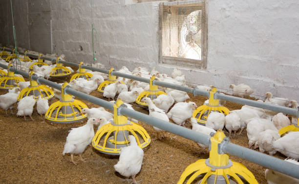 Visoke cijene žitarica gase peradarski sektor