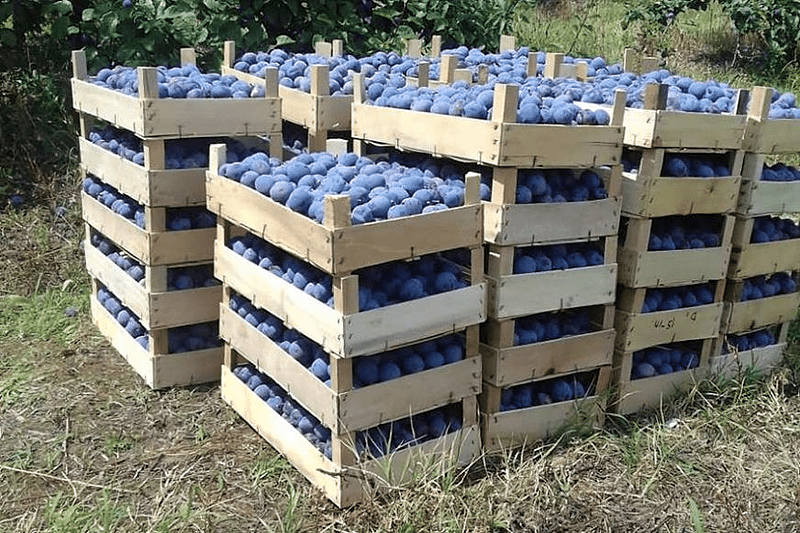 HRVATI JEDU ŠLJIVE IZ SRBIJE Osvetilo se neinvestiranje u nove tehnologije i sorte