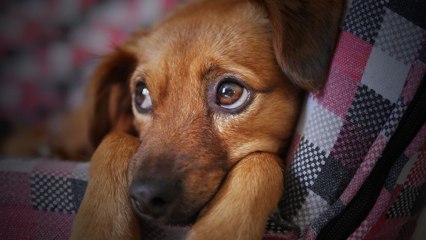 Veterinar otkrio šta ljubimci rade prije nego ih uspavaju?