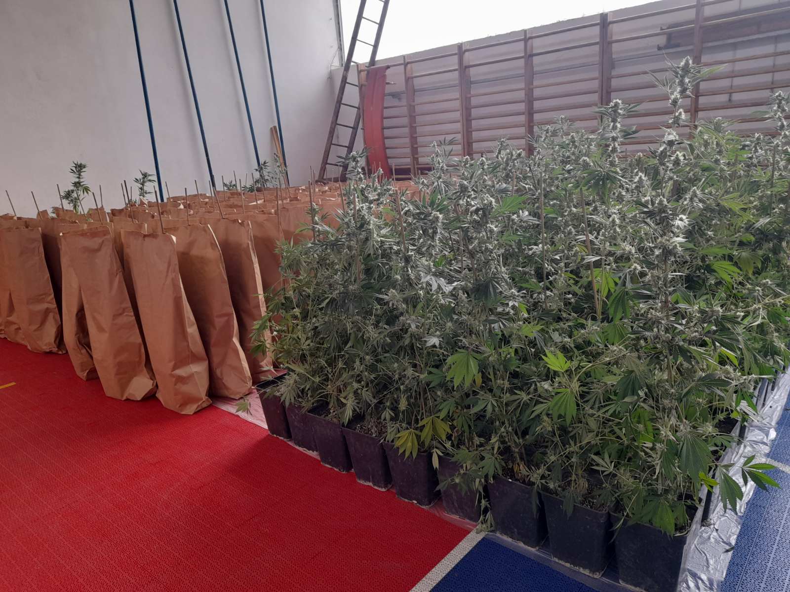 Bijeljina: Otkrivena laboratorija za uzgoj marihuane, uhapšene dvije osobe