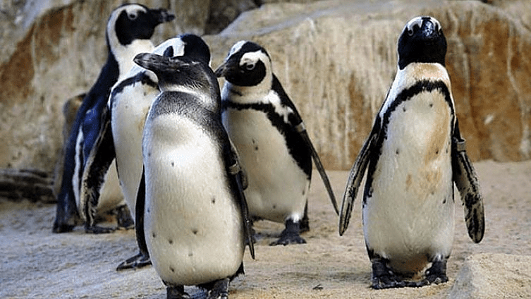 Pingvina sve manje