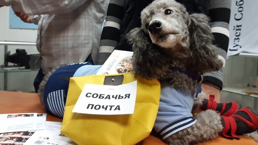 Prva pseća pošta počela sa radom 