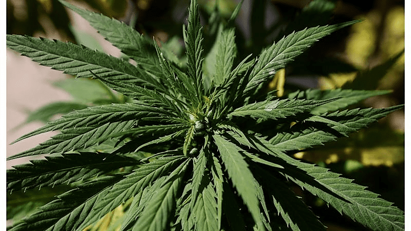 Legalizacija kanabisa u Americi: Predstavnički dom usvojio zakon o dekriminalizaciji