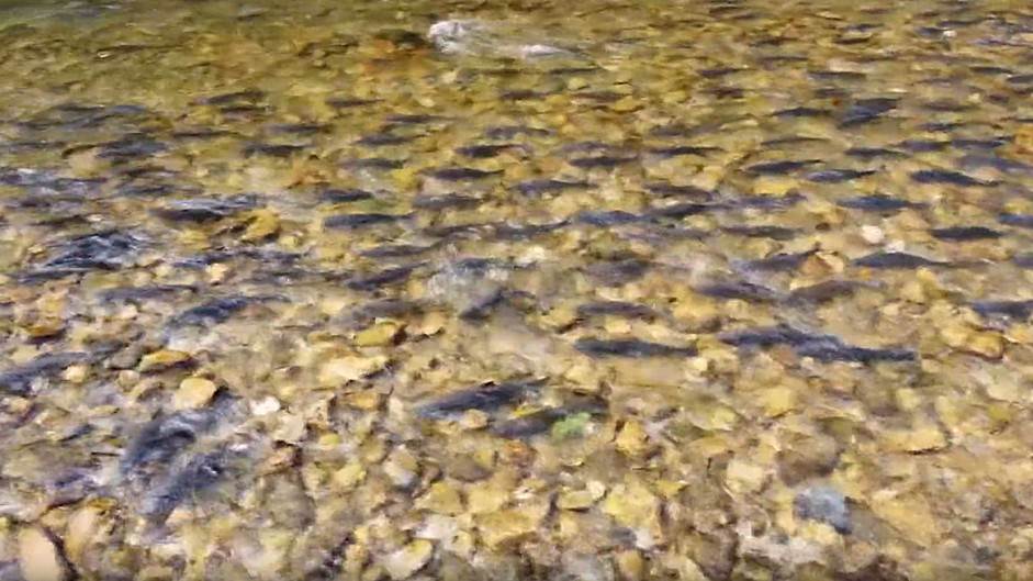 Zanimljiv prirodni fenomen: Hiljade riba u pritokama Sane