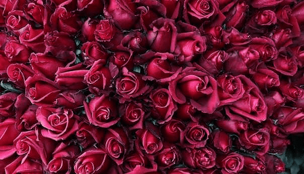 Turska izvozi 60 miliona ruža uoči Valentinova