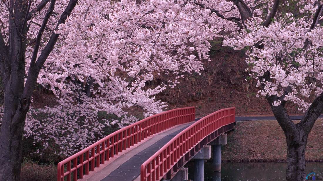 EVO zbog čega je u Japanu period cvjetanja trešanja pravi praznik
