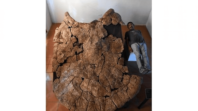 Južna Amerika / Pronađen fosil kornjače velike kao automobil