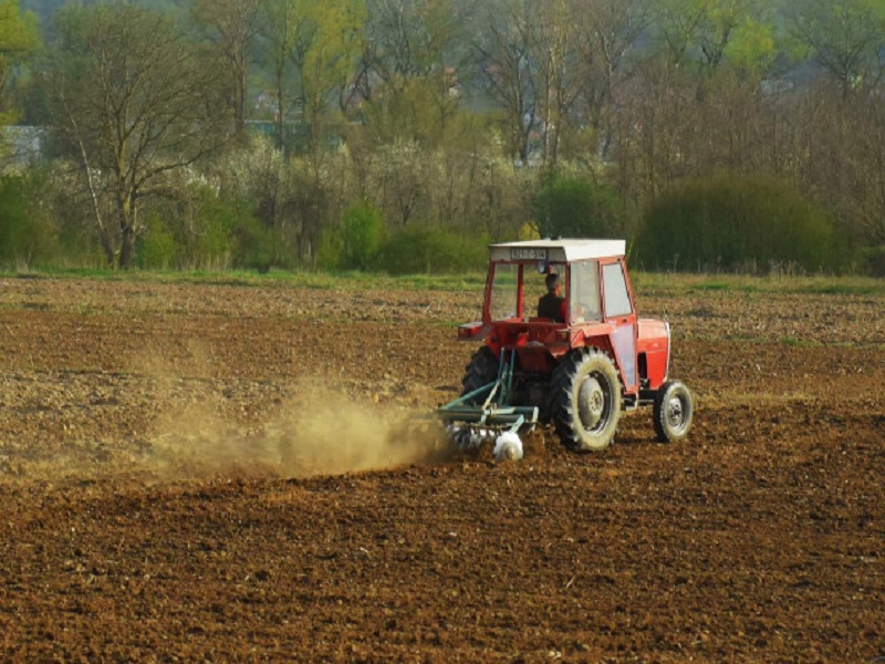 Koje vrste žitarica se najviše proizvode u BiH?