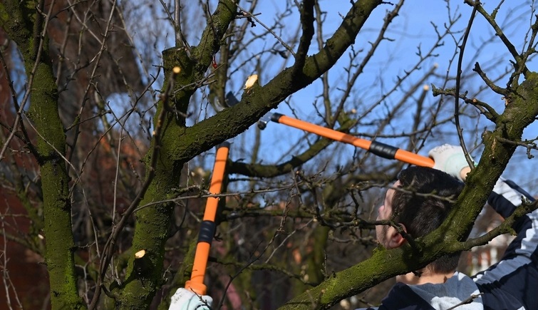 Dnevnica u voćnjaku i do 120 KM