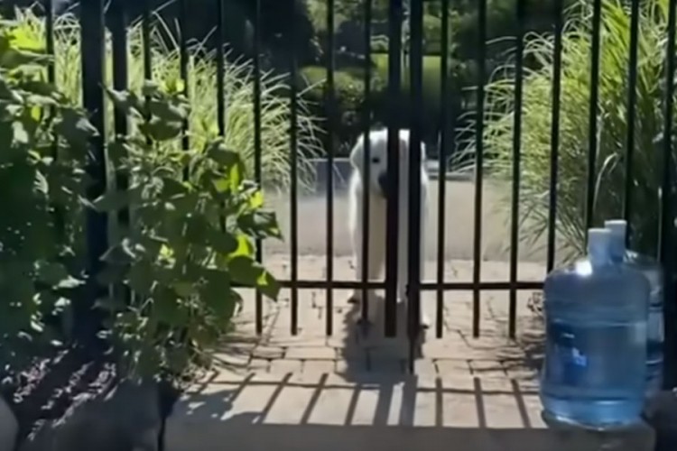 Zlatni retriver već devet godina svaki dan posjećuje svoje komšije