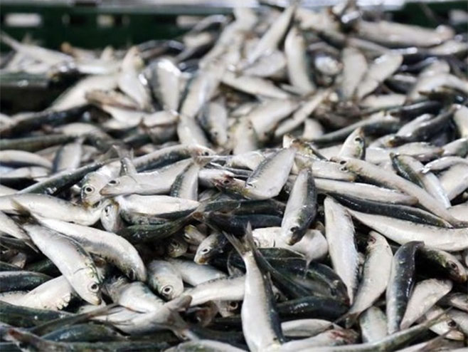 Hrvatska povlači konzerve s ribom zbog komadića stakla