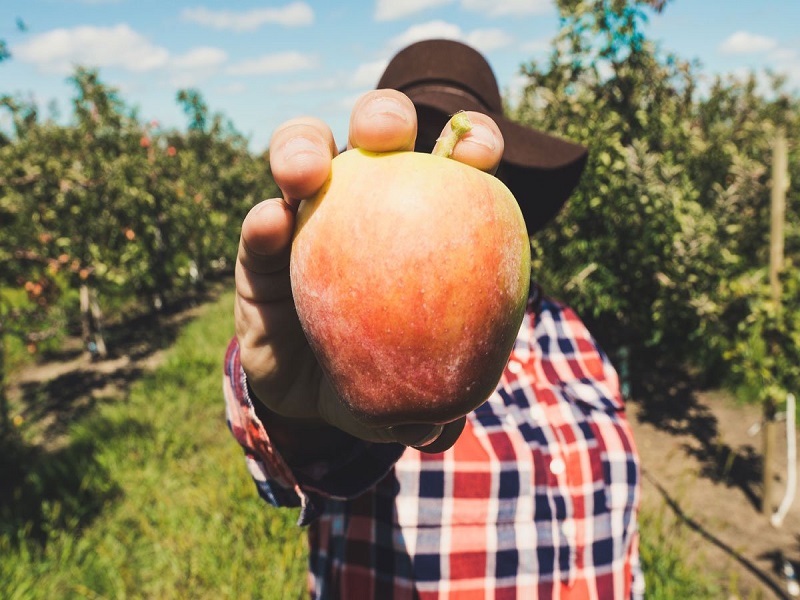 Visoke temperature dotukle pojedine sorte voća 