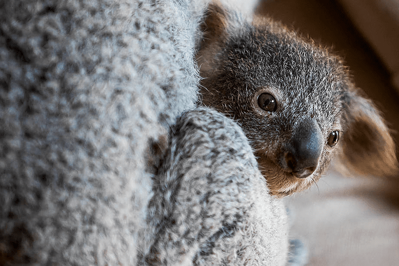 KONAČNO DOBRE VIJESTI Nakon katastrofalnih požara u Australiji koale se vraćaju u divljinu