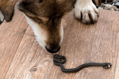 Šta uraditi ako psa ujede zmija
