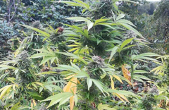 GAJILI MARIHUANU U CRKVI Novi detalji akcije "Mitikas" u Španiji u kojoj su uhapšeni i državljani Srbije