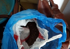 Akcija u Banjaluci: Pronađen zasad konoplje i marihuana, uhapšena jedna osoba