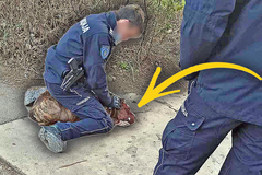 RASTRGAO PSA VODIČA: Pomahnitali staford napao slijepog čovjeka, pa se zaletjeo na djecu! Tragediju spriječio hrabri policajac