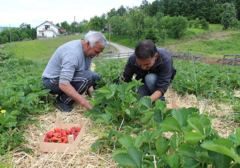 Mraz i kiša OBRALI VOĆE: U Potkozarju šljive ni za pekmeza