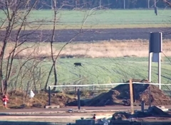 Novi detalji o crnom panteru: Iako ljude ne vidi kao hranu, mogla bi napasti ako se osjeti ugroženo